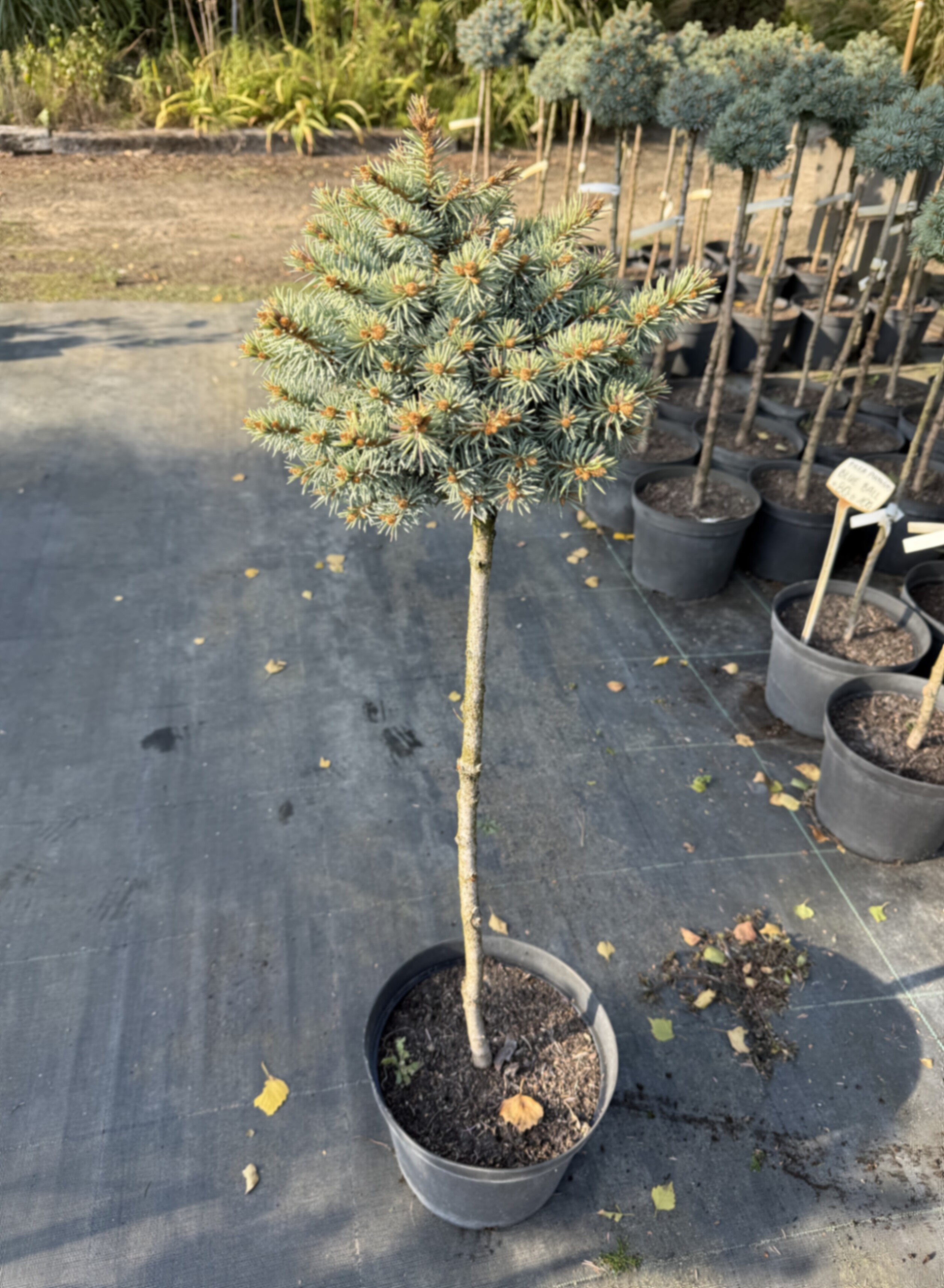 Ель колючая Токарз штамб